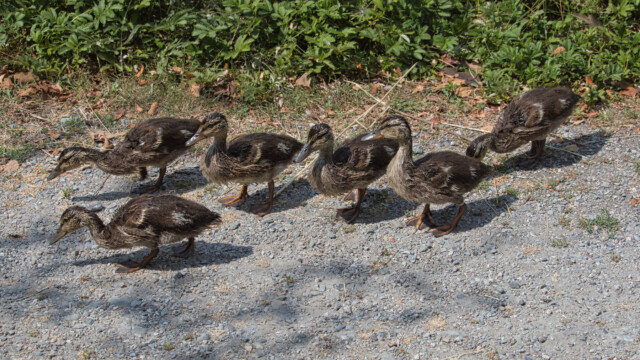 This duck gang did not stay out of the water for long.