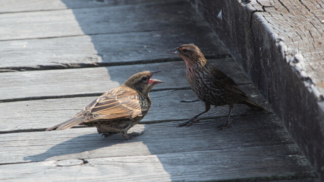 A pitiful blackbird teen begging to be fed.