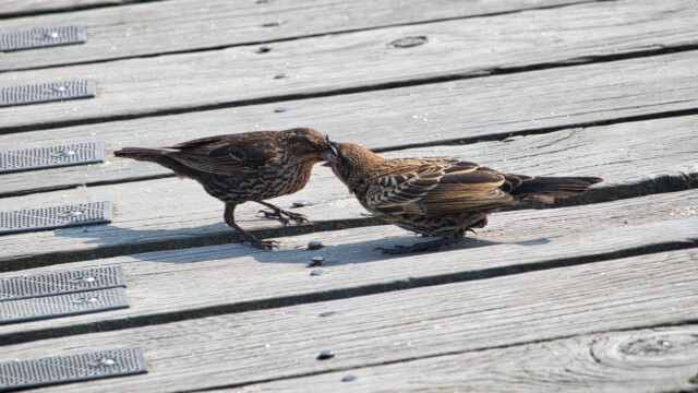 Mom provides seed while thinking, "Kid, you're bigger than me."