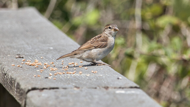 House sparrow near seed.