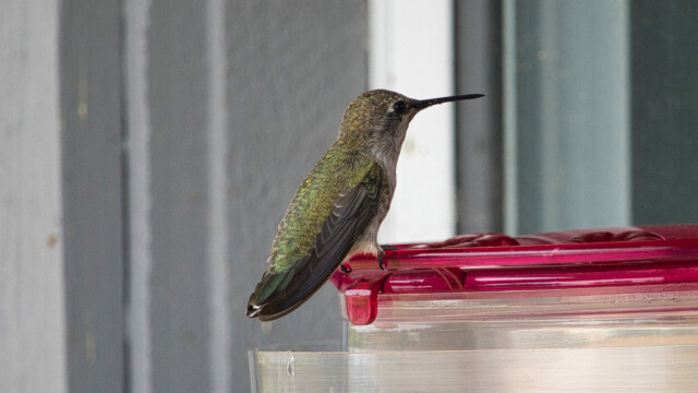 Anna's hummingbird on a feeder.