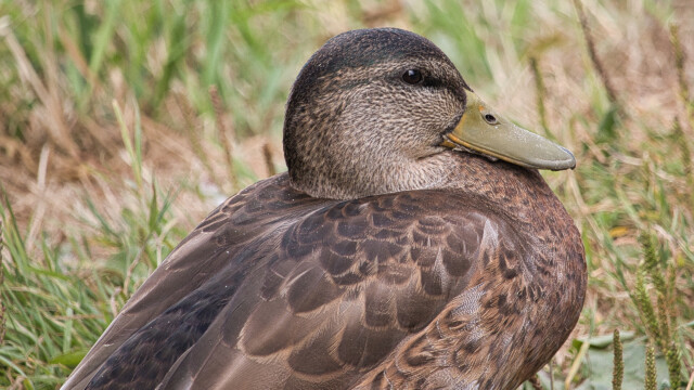 Mallard looking content.