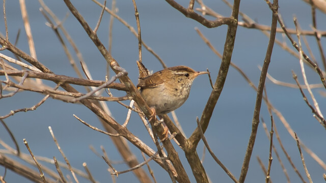 A marsh wren dating around for a few moments in the open.