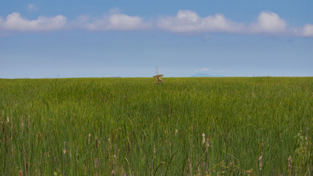 Bird condo amidst the very lush green marshland.