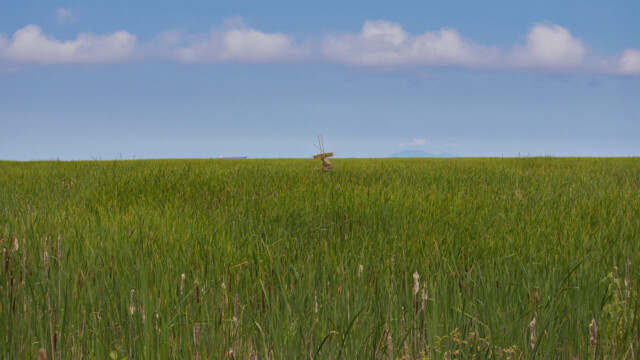 Bird condo amidst the very lush green marshland.