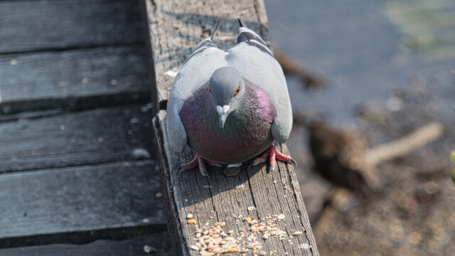 Rock pigeon: "I can haz seed?"