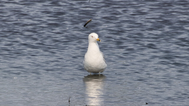 Ring-billed gull sporting the classic "I am so done with everything" look.