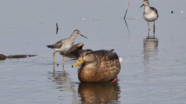 Greater yellowlegs strutting around an unperturbed mallard.