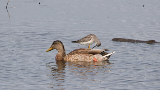 Greater yellowlegs not actually on the back of a mallard.