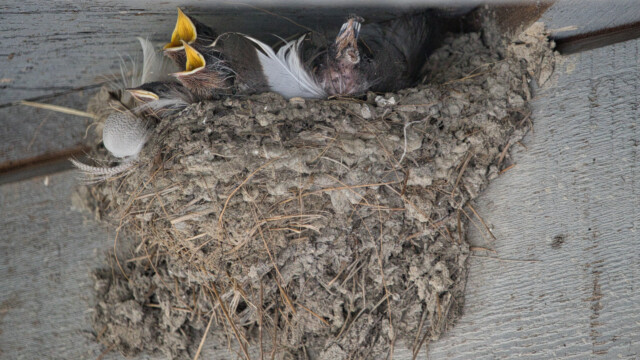 Barn swallow chicks waiting to be fed. And one that, uh, already ate.