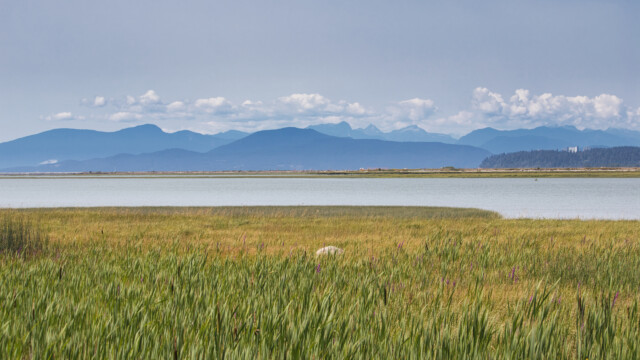 Marshland at Terra Nova.