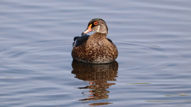 A wood duck sitting pretty with proto-mullet slicked back.
