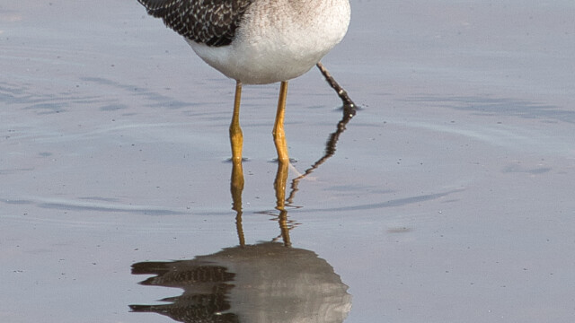 Greater yellowlegs, cropped very tight and square, just to be whacky.