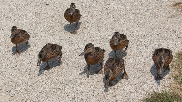 These young ducks came charging down the path, then pecked eagerly around our feet.