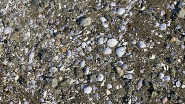 Seashells on the seashore