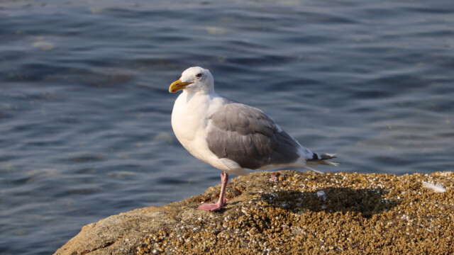 Glaucous-winged gull