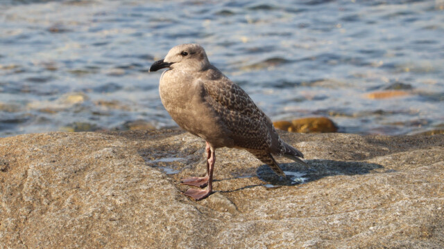 Possibly an immature glaucous-winged gull