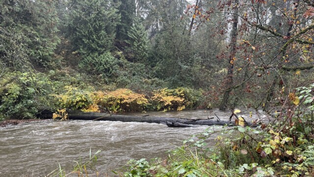 Fallen tree, October 20th. (The tree fell several years ago.)