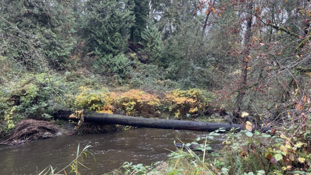 Fallen tree, October 21st (the day after the storm).