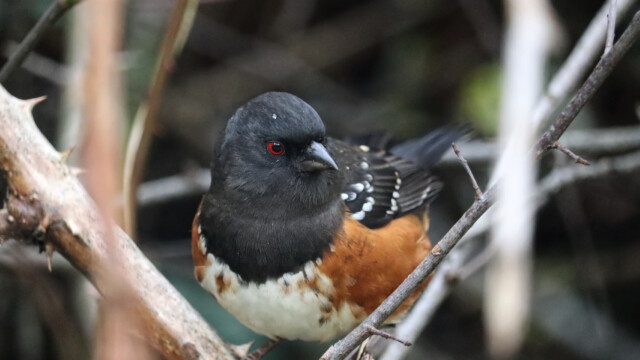 Spotted towhee up close. Almost too close.