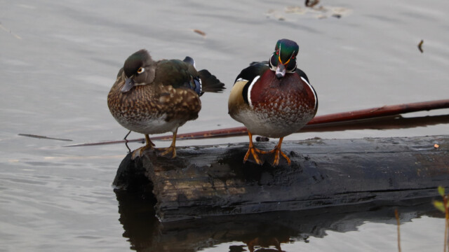 This couple was busy vamping on this log.