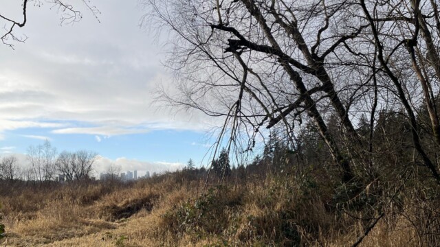 Distant buildings from the lake trail