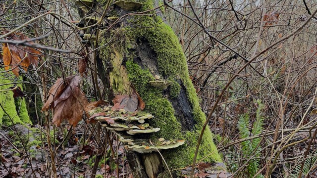 A tree festooned with fungus, and moss
