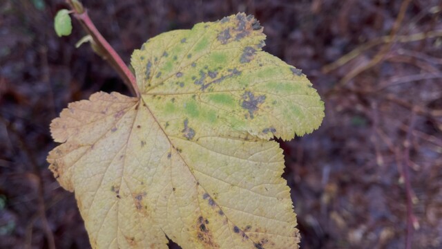 A leaf
