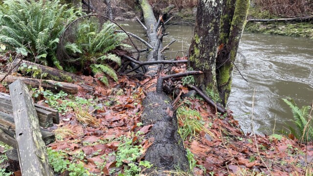 Tree bridge