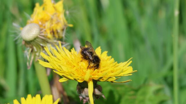 Bee getting its pollen on.