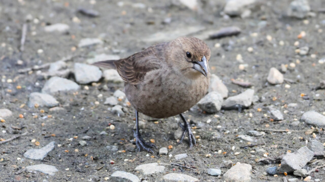 Female cowbird seeking seed.