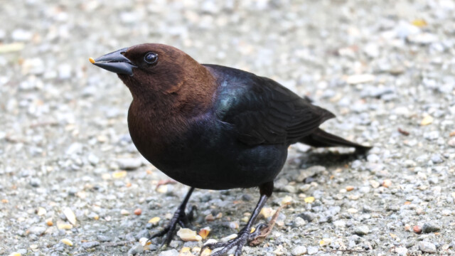 Male cowbird with seed.