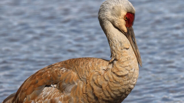 Sandhill crane in repose, looking rather orange.