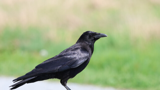 A crow against a rather bright backdrop.