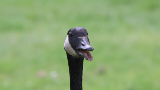 A Canada goose going on about things.