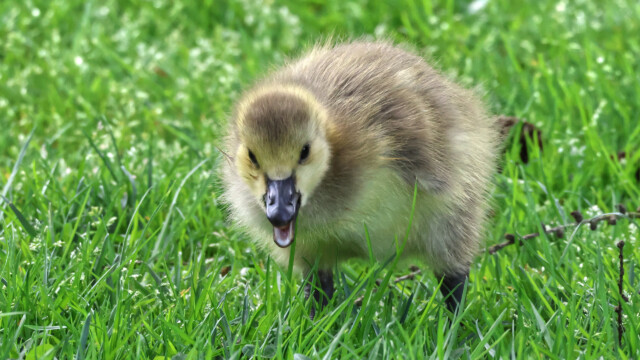 A Canada goose gosling going on about things.