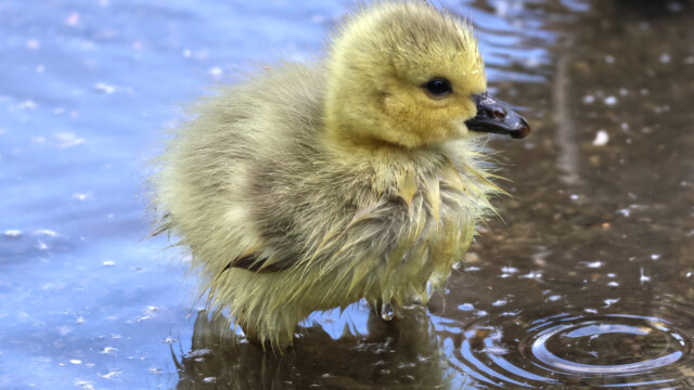 A soggy gosling coming out of the water.