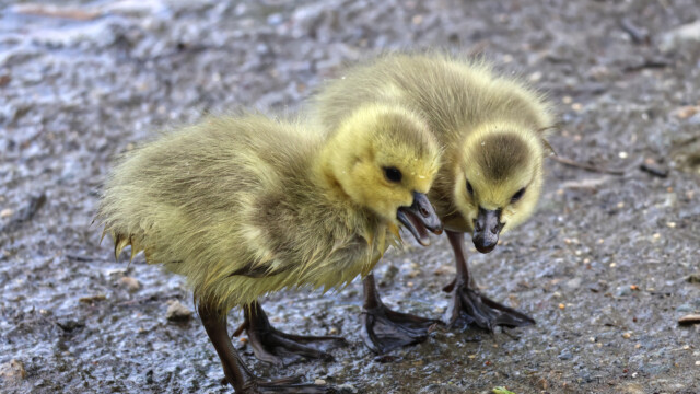Goslings deep in conversation.