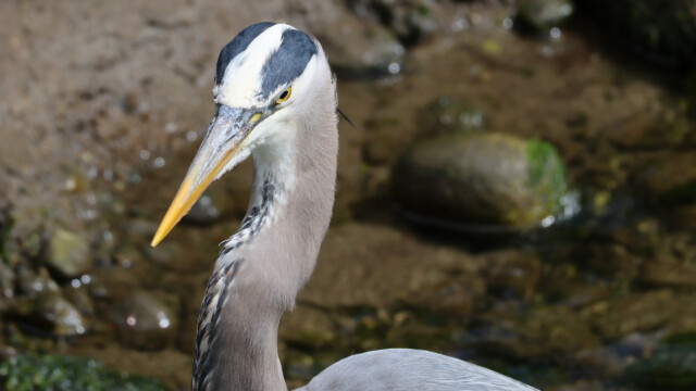 Great blue heron swallowing some fishies at Rocky Point.