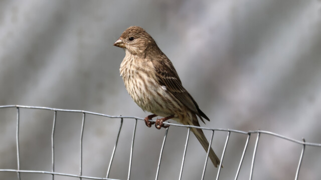 A house finch pausing on a wire fence, Tlahutum Regional Park.