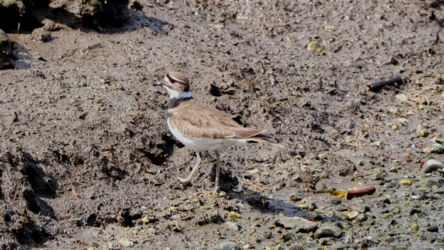 A distant killdeer at Rocky Point. I needed all 400 mm of my new telephoto lens to capture this.