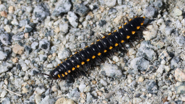 A millipede milling about on the trail.