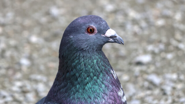 Pigeon proudly posing.