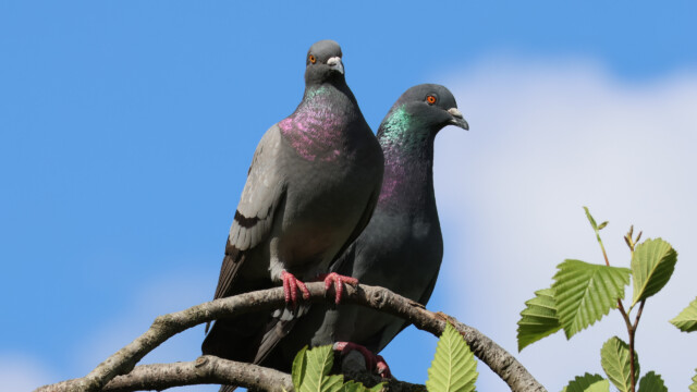 I call this my Liron Gertsman prizewinning shot. Gimme my award!