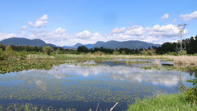 The main pond at Tlahutum Regional Park.