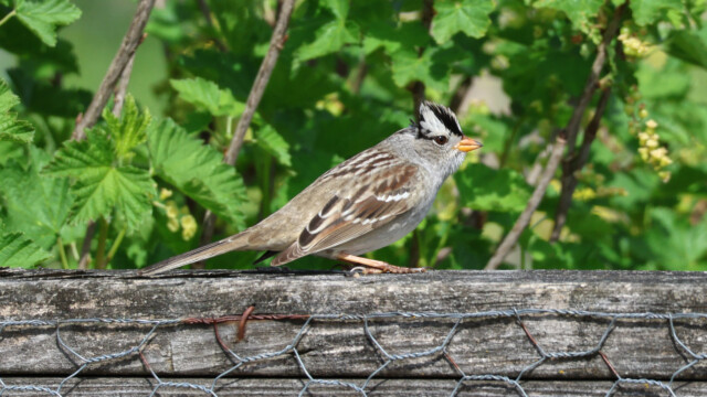 Puffy-headed white crown sparrow in profile.
