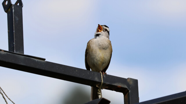 A white-crowned sparrow belting it out in the community garden.