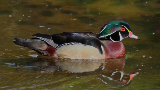 The only decent shot of a wood duck I got. Don't ask how many shots I took.