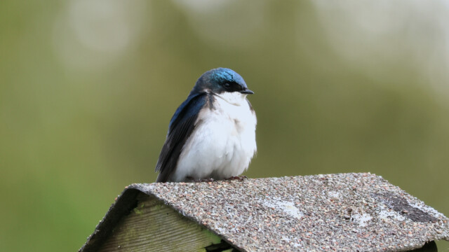 A tree swallow squatting on his house.