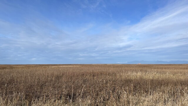 View of the marshland, with Rusty (the pipe) barely visible